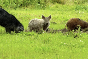 An image of Feral hogs.